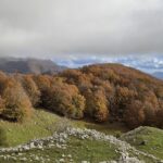 Escursione nel Parco Abruzzo per Rocca Altiera - la faggeta -Settefrati FR - Foto G. Garofoli (11-2023)