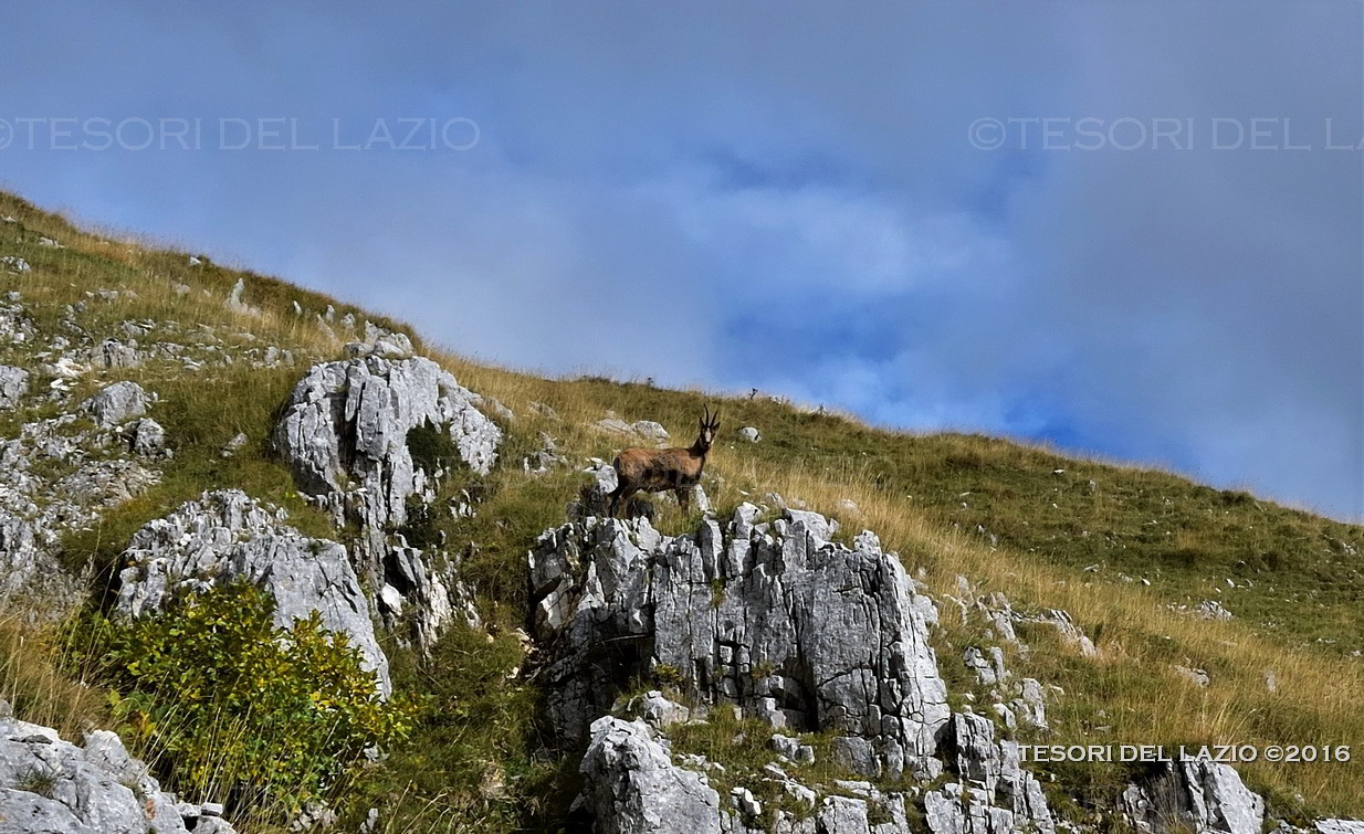 Settefrati (FR) - camosci